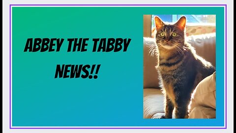 News on Abbey The Tabby