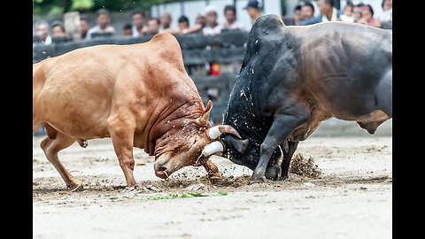 Bull Fighting | Festival