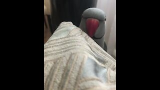 Genius parrot literally plays peek-a-boo with his owner