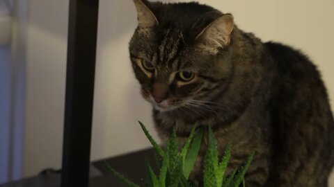 Cat vs. Cactus