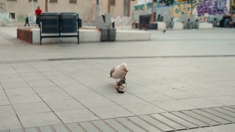 Seagulls eating a dead rat on barcelona street near market on street