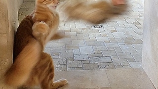 Jack the Cat catches toy while in the shower