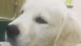 Puppy is totally confused by the sound of her own hiccups