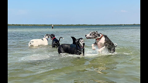 Water Loving Great Danes Enjoy Splashing & Dashing Beach Party Fun