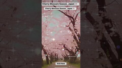 Cherry Blossom Season, Japan 🇯🇵 #shorts #cherry #cherryblossom #japantourism #japan #tourism