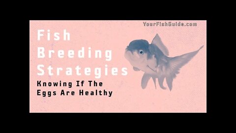 Breeding Strategies | The Is How To Tell If Fish Eggs Are Healthy Breeding