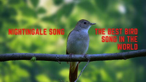 Nightingale song - The best bird song in the world - BirdSongUniverse
