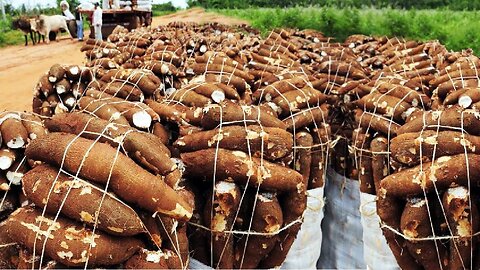 Awesome Agriculture Technology Cassava Cultivation - Cassava Farm and Harvest - Cassava Processing
