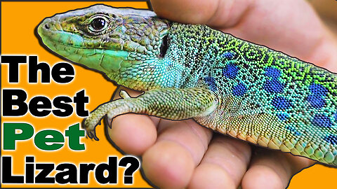 Jeweled Lacerta Care. The best pet lizard?