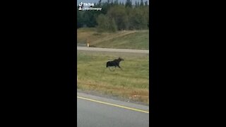 Moose on the Loose