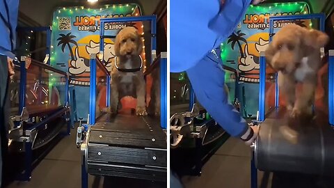 Dog poops on the slat mill and hilariously rolls it at trainer