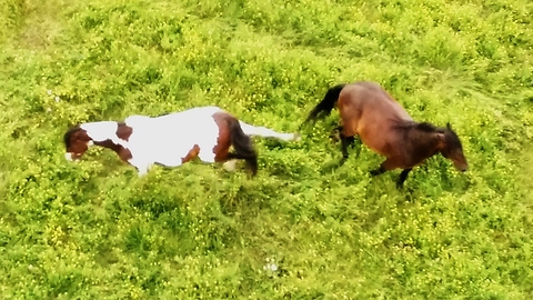 Drone captures grumpy horse starting a fight