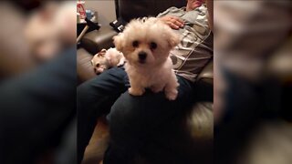 Littleton man desperate to find stolen puppy