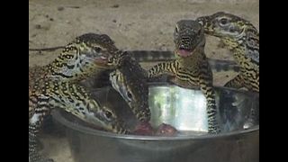 Rare Komodo Dragon Babies