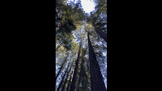Looking High in the Redwoods