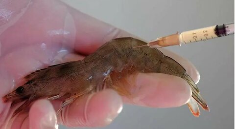MRNA Vaccines For Commercialized Shrimp Are On The Way