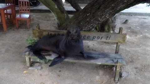 Bull sea lion sneezes at tourist from his perch on the park bench