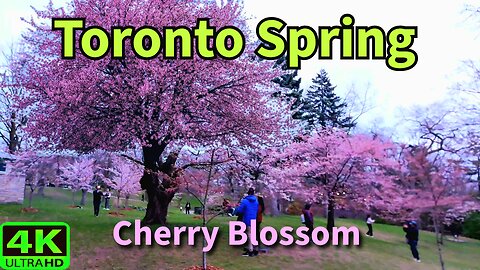 【4K】Cherry Blossom 🌸 Sakura in Blooming Toronto Canada 🇨🇦
