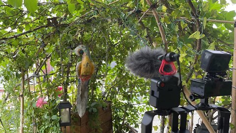 Painting The Parrot In The Garden