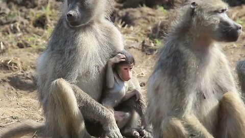 Adorable Baboon Baby Learns Life's Itches from Mother