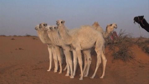 Un troupeau de chameaux d’une valeur de 40 millions de dollars.