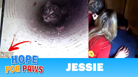 Most URGENT rescue EVER! Kitten falls 43 ft straight down a water well & cries for help for 5 DAYS!