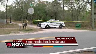 Human remains found in wooded area in Pasco County