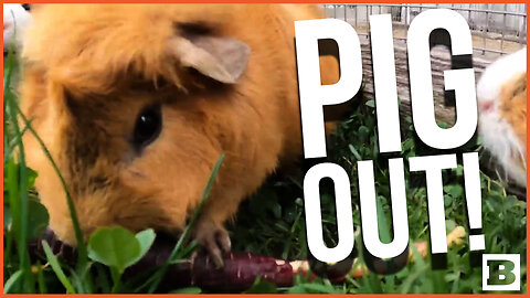 PIGGIN' OUT! Guinea Pigs SNARF DOWN Fresh Veggies at Oregon Zoo