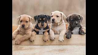 Cute dogs playing outside