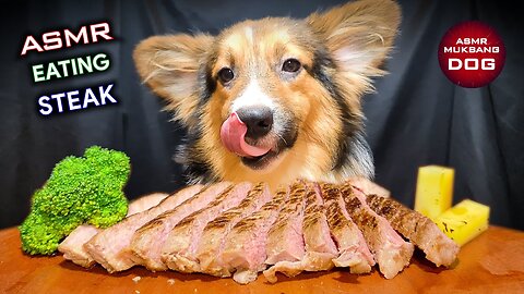 ASMR MUKBANG | DOG EATING STEAK 먹방 🐶2