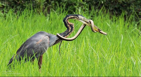 Bird Photography in Mangalajodi Bird Sanctuary | Purple Heron vs Snake Fight | Wildlife Photography