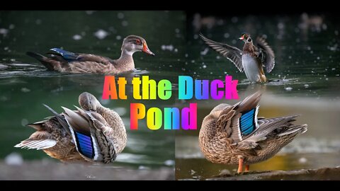 Spend an afternoon at the Duck Pond #duck #ducks