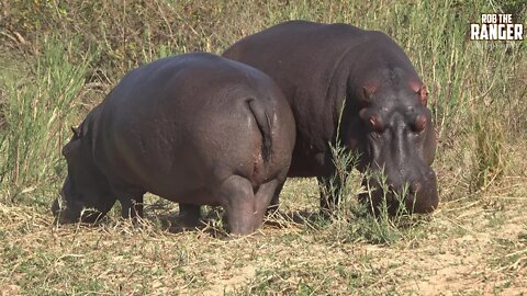 Hippos Out Of The Water In The Middle Of The Day!