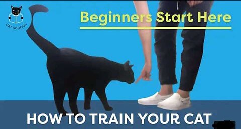 How To Train Your Cat- Beginners Start Here