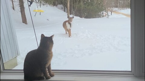 Camino's first encounter with a deer