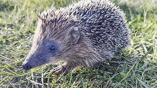 CUTE HEDGEHOG 😍