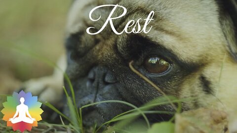 Rest | 8 Hour Sleep Music for Pets: The Best Music to Calm Your Furry Friend | Soothe & Relax pets