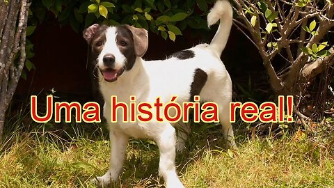 A história emocionante dos 11 cachorros de Dona Rosa: amor e compaixão transformando vidas