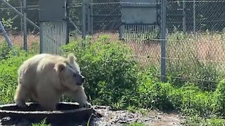 Bear splashes water just like a little kid