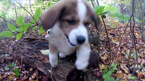 Fluffy Puppies In The Woods Wrestle Over New Stuffed Toy