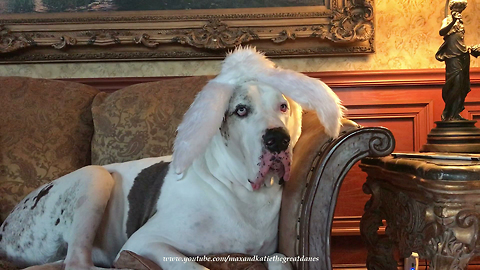 Hilarious Great Dane Models Easter Bunny Sheep Goat Harvey Rabbit Ears