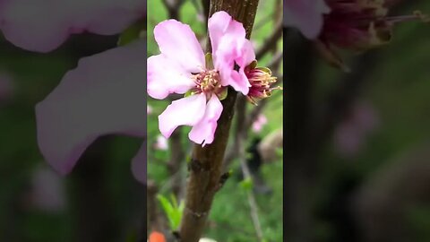 🌸🌳Pink Almond Blossoms😃👍 #shorts #viral #shortsvideo #trending #reels #lifestyle