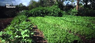 Gardening helping ease concerns and stress