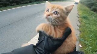 Un motard sauve la vie d'un chaton