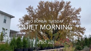 No Bonsai Tuesday Quiet Morning