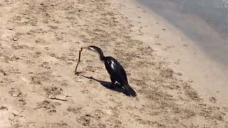 Serpente tenta di scappare dalle grinfie di un uccello