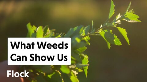 Pay Attention to Your WEEDS. Here's Why... — Ep. 104