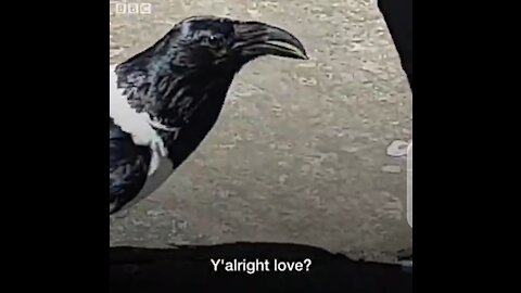 Yorkshire crow caught on camera