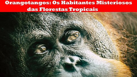 Orangotangos Os Habitantes Misteriosos das Florestas Tropicais.