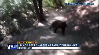 Black bear caught on video charging, following family